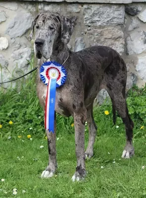 Photo de l'élevage Black Dogs of Go Spirit (73/97)