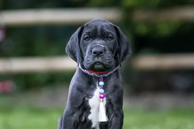 Photo de l'élevage Black Dogs of Go Spirit (12/42)