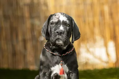 Photo de l'élevage Black Dogs of Go Spirit (63/97)