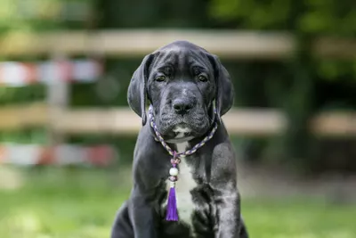 Photo de l'élevage Black Dogs of Go Spirit (18/42)