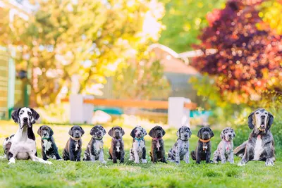 Photo de l'élevage Black Dogs of Go Spirit (1/42)