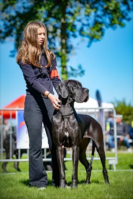 Photo de l'élevage Black Dogs of Go Spirit (53/97)