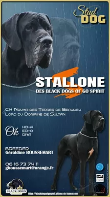 Photo de l'élevage Black Dogs of Go Spirit (50/97)
