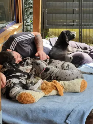 Photo de l'élevage Black Dogs of Go Spirit (37/42)