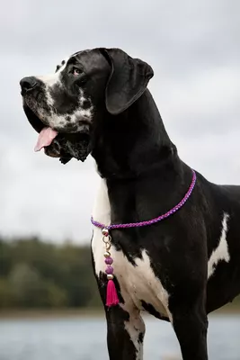 Photo de l'élevage Black Dogs of Go Spirit (45/97)