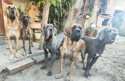 Photo de l'élevage La Guilde de Néphilims (14/20)