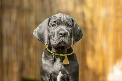Photo de l'élevage Black Dogs of Go Spirit (67/97)