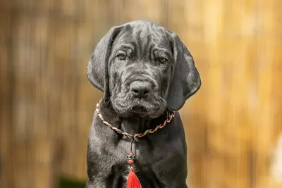 Photo de l'élevage Black Dogs of Go Spirit (64/97)