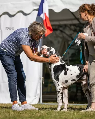 Photo de l'élevage Black Dogs of Go Spirit (52/97)