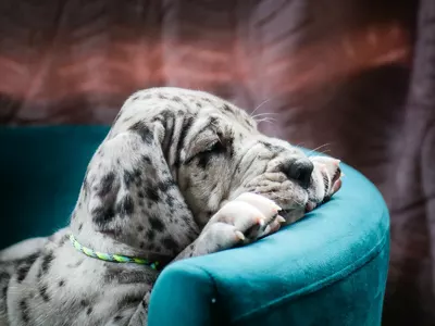 Photo de l'élevage Black Dogs of Go Spirit (30/42)