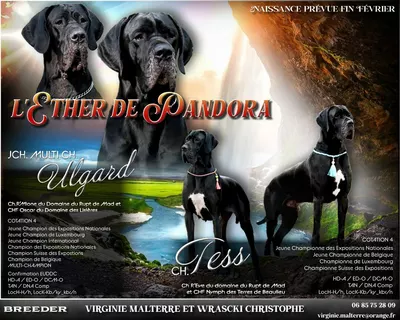 Photo de l'élevage L'Éther de Pandora (4/31)