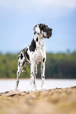 Photo de l'élevage Black Dogs of Go Spirit (11/42)