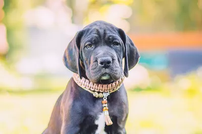 Photo de l'élevage Black Dogs of Go Spirit (5/42)