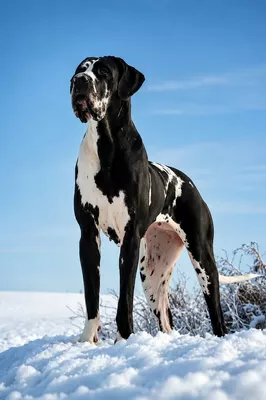 Photo de l'élevage Black Dogs of Go Spirit (44/97)