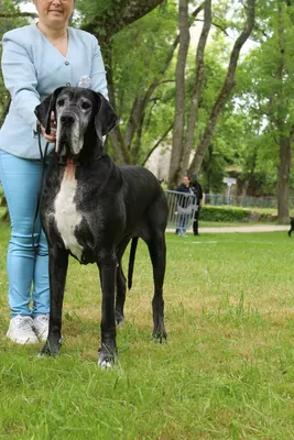 Photo de l'élevage Black Dogs of Go Spirit (22/42)