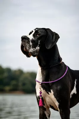 Photo de l'élevage Black Dogs of Go Spirit (46/97)