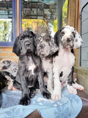 Photo de l'élevage Black Dogs of Go Spirit (42/42)