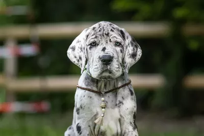 Photo de l'élevage Black Dogs of Go Spirit (19/42)