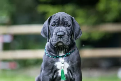 Photo de l'élevage Black Dogs of Go Spirit (17/42)