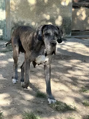 Photo de l'élevage Les Terres de Benji (3/6)