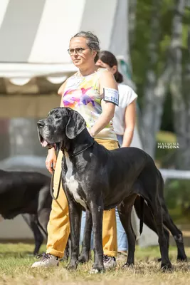 Photo de l'élevage Black Dogs of Go Spirit (54/97)