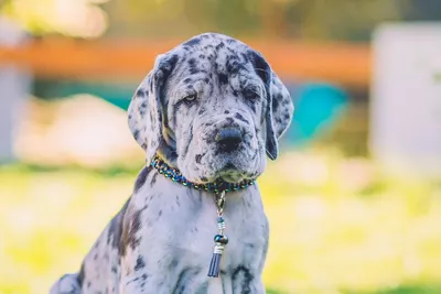 Photo de l'élevage Black Dogs of Go Spirit (2/42)