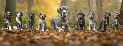 Photo de l'élevage Black Dogs of Go Spirit (59/97)