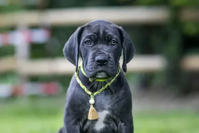 Photo de l'élevage Black Dogs of Go Spirit (14/42)