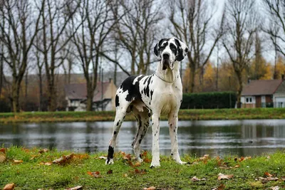 Photo de l'élevage Black Dogs of Go Spirit (43/97)
