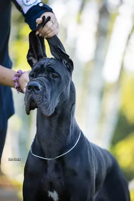 Photo de l'élevage Black Dogs of Go Spirit (51/97)