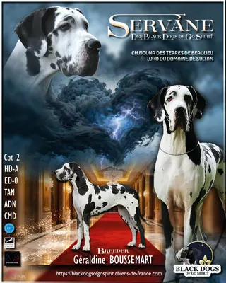 Photo de l'élevage Black Dogs of Go Spirit (48/97)