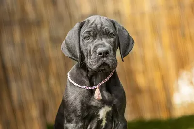 Photo de l'élevage Black Dogs of Go Spirit (65/97)