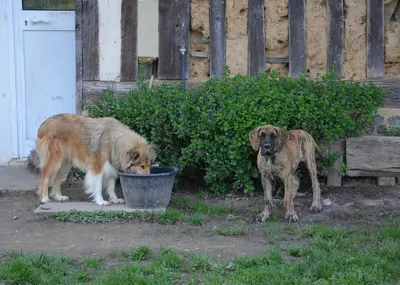 Photo de l'élevage Les Zamours de Caux (12/13)