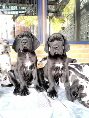 Photo de l'élevage Black Dogs of Go Spirit (41/42)