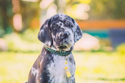 Photo de l'élevage Black Dogs of Go Spirit (10/42)