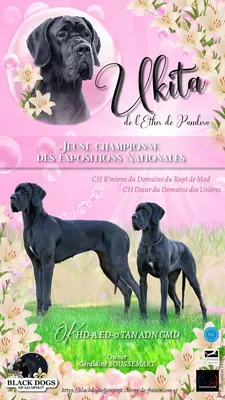 Photo de l'élevage Black Dogs of Go Spirit (49/97)