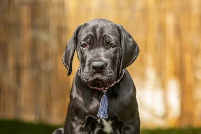 Photo de l'élevage Black Dogs of Go Spirit (62/97)