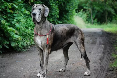 Photo de l'élevage Black Dogs of Go Spirit (56/97)