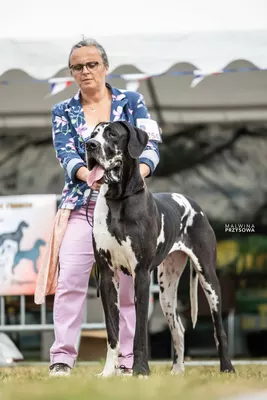 Photo de l'élevage Black Dogs of Go Spirit (55/97)