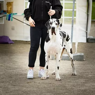 Photo de Gwenaelle CHARRET, éleveur