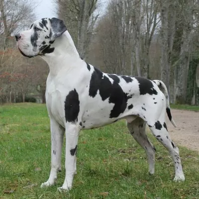RAMSES DES TERRES ANDALOUSES, Dogue Allemand blanc bigarré de noir