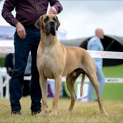 SON GOHAN — photo 1