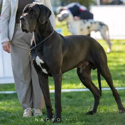 ULGARD DE L'ETHER DE PANDORA, Dogue Allemand noir