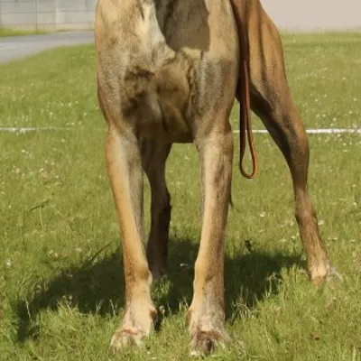 VVILHELMINA MARIA De la Benjamine, Dogue Allemand bringée