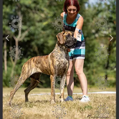ALLY — photo 8