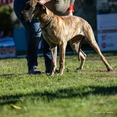 BOUH DES ZAMOURS DE CAUX — photo 4