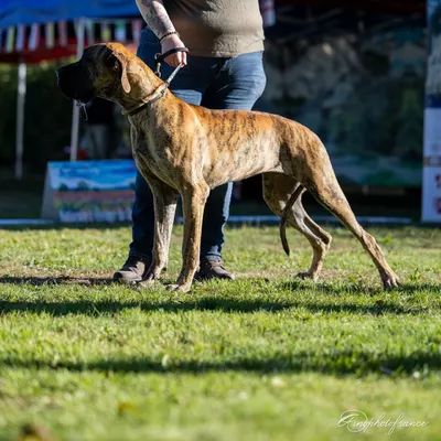 BOUH DES ZAMOURS DE CAUX — photo 3