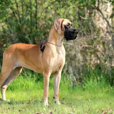 ZLATO'A CHEER'LOCK, Dogue Allemand fauve