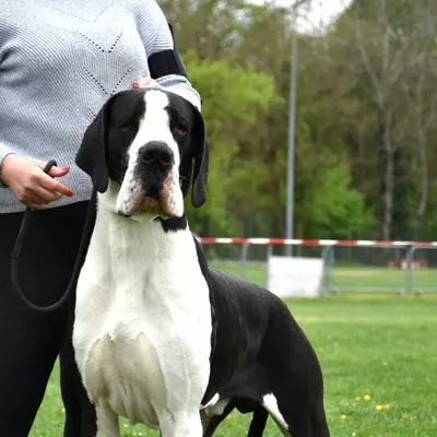 ULK DES TERRES DU LIVRADOIS, Dogue Allemand noir