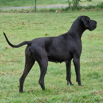 TEXANE DES BRUMES DE LA VALLEE DU CHER, Dogue Allemand noir